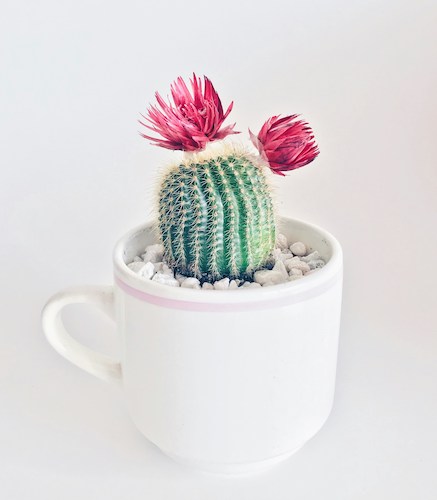Flowering cactus in mug